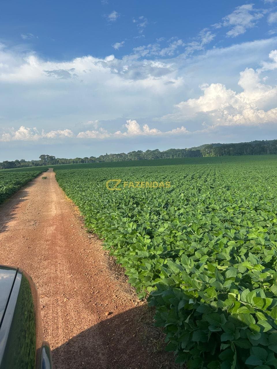 Fazenda Monte Verde - Lavoura